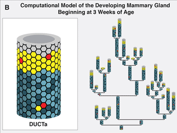 Imagen: Un modelo de computación de la glándula mamaria en desarrollo empezando a las tres semanas de edad (Fotografía cortesía de la División de Ciencias Biológicas del Laboratorio Nacional  Lawrence Berkeley del Departamento de Energía de los Estado Unidos).